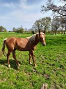 Plusieurs chevaux ARABES et DSA  à vendre 