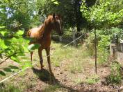 Plusieurs chevaux ARABES et DSA  à vendre 