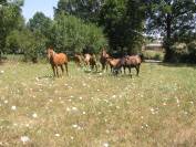 Plusieurs chevaux ARABES et DSA  à vendre 