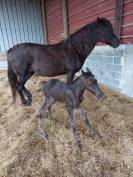 Plusieurs chevaux ARABES et DSA  à vendre 