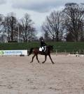 DP sur cheval de sport - Yvelines