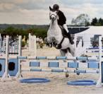 Connemara Gris de 7 Ans – Partenaire Idéal pour le Saut