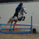 Connemara Gris de 7 Ans – Partenaire Idéal pour le Saut