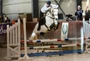 Connemara Gris de 7 Ans – Partenaire Idéal pour le Saut