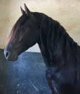 Frison Hongre Ster de 4 ans