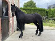 Frison Hongre Ster de 4 ans