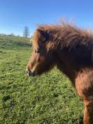 Ponette type shetland 