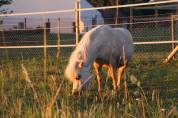 Ponette type shetland 