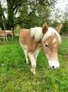 Poulains Haflinger