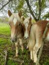 Poulains Haflinger