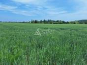 Vente terres agricoles libres