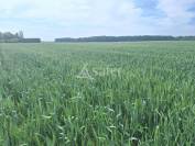 Vente terres agricoles libres