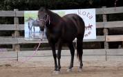 Jument Quarter Horse Appendix 