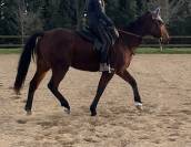 Cheval de 6 ans polyvalent 