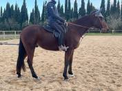 Cheval de 6 ans polyvalent 