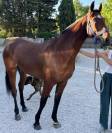 Magnifique cheval polyvalent 