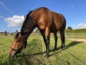 Cheval Selle Français 