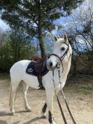 Poney D de sport 