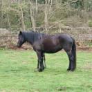 PLUSIEURS CHEVAUX DE MERENS PLEINS PAPIERS