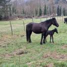 PLUSIEURS CHEVAUX DE MERENS PLEINS PAPIERS