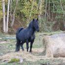 PLUSIEURS CHEVAUX DE MERENS PLEINS PAPIERS