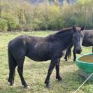 PLUSIEURS CHEVAUX DE MERENS PLEINS PAPIERS