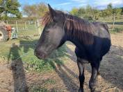 PLUSIEURS CHEVAUX DE MERENS PLEINS PAPIERS