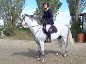 Bavallon de Moreton cheval de 14 ans CSO