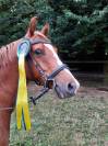 poney D cso 12ans