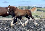 Pouliche Welsh cob