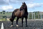 Pouliche Welsh cob