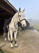 A vendre cheval de 12 ans, selle Italien, de 1.71m