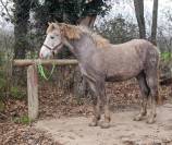 Cheval Camargue PP 