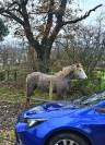 Cheval Camargue PP 