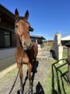 jeune cheval à vendre 