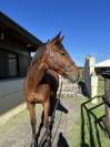 jeune cheval à vendre 