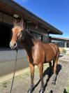 jeune cheval à vendre 