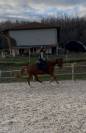 Cheval PP loisir ou sport 10 ans