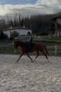 Cheval PP loisir ou sport 10 ans