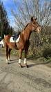 Cheval PP loisir ou sport 10 ans