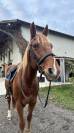 Cheval PP loisir ou sport 10 ans