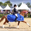 Top étalon poney DRP agré en PFS pour CSO et Dressage