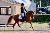 Top étalon poney DRP agré en PFS pour CSO et Dressage