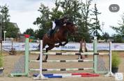 CHEVAL HONGRE 10 ans ideal  pour commencer amateur