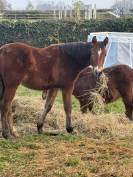 Pouliche nfc taille cheval