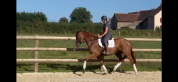 Jument SF 2018 Sport Dressage