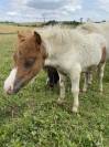 Pouliche mini Shetland pleins papiers homozygote pie