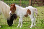 Pouliche mini Shetland pleins papiers homozygote pie