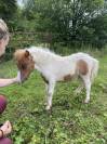 Pouliche mini Shetland pleins papiers homozygote pie