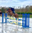 Magnifique ponette welsh part bred 4 ans 